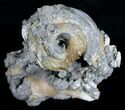 Crystal Filled Fossil Whelks & Bivalves in Matrix! #5533-4